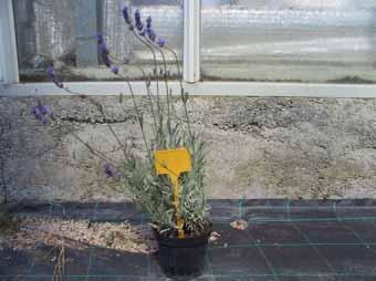 Lavandula officinalis o L. vera ( CeRSAA 98 ) Cod.