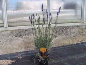 Lavandula officinalis o L. vera ( Poggi 98 ) Cod.