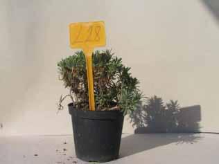 Lavandula angustifolia ( Ashdown forrest ) Cod.