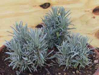 Lavandula angustifolia x intermedia ( Dutch ) Cod. CeRSAA: C5 Provenienza: da collezioni. Coltivata ad Albenga.