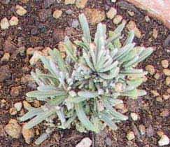 Lavandula angustifolia x intermedia ( Grosso ) Cod.