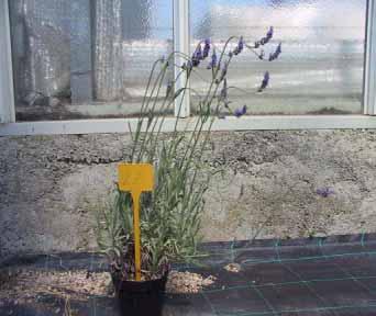 Lavandula officinalis o L. vera ( Calleri 2 ) Cod.