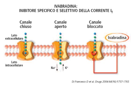 IVABRADINA MECCANISMO D AZIONE IVABRADINA Ritmo sinusale, FC > 70bpm, Disfunzione