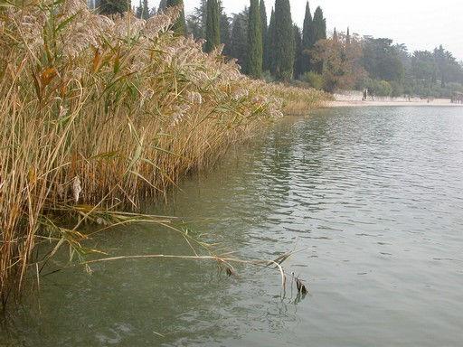 Anno 2008 Sito 2: baia di Garda, 50m, 1 transetto Caratteristiche del sito: zona di