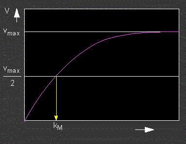 MM (5) La velocità della reazione di enzimolisi è lineare con la concentrazione di enzima