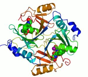 Enzimi (2) gliossalase I umana due ioni Zn sono necessari per catalizzare la reazione di detossificazione del metilgliossale (un carcinogeno) prodotto dall organismo in