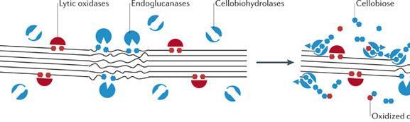 Sequenze codificanti i diversi enzimi: clonate da organismi diversi Per degradare la