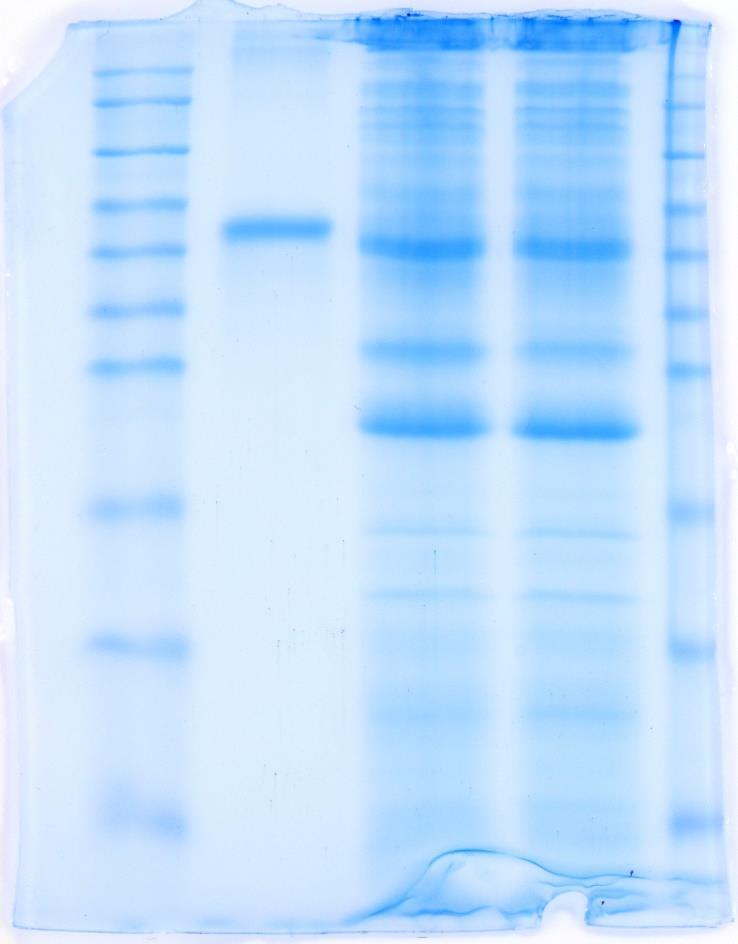 Espressione della proteina eterologa BSA UVM4 UVM4 Cel