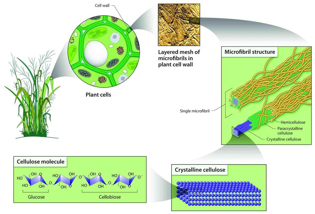 Biomassa cellulosica: deriva