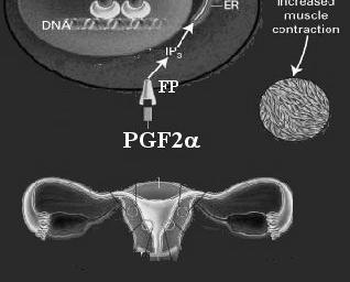 Via aeree: PGF e PGD 2 provocano costrizione bronchiale e tracheale PGE danno rilassamento