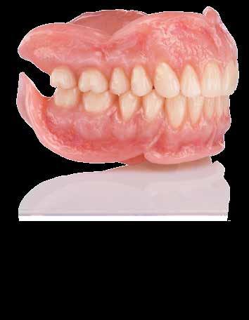 Le caratteristiche del dente pos Interamente funzionale Le forme
