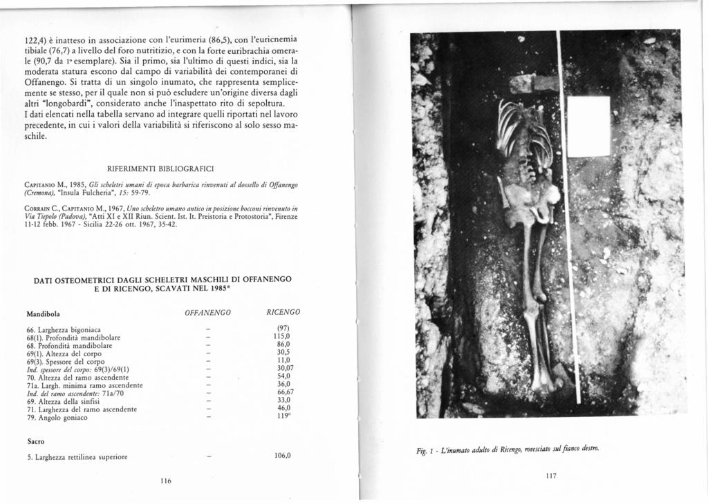 122,4) è inatteso in associazione con l'eurimeria (86,5), con l'euricnemia tibiale (76,7) a livello del foro nutritizio, e con la forte euribrachia ornerale (90,7 da lo esemplare).