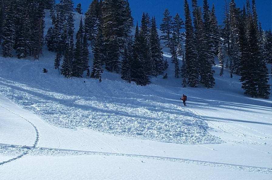 Il bosco rado non offre protezione dalle valanghe ma