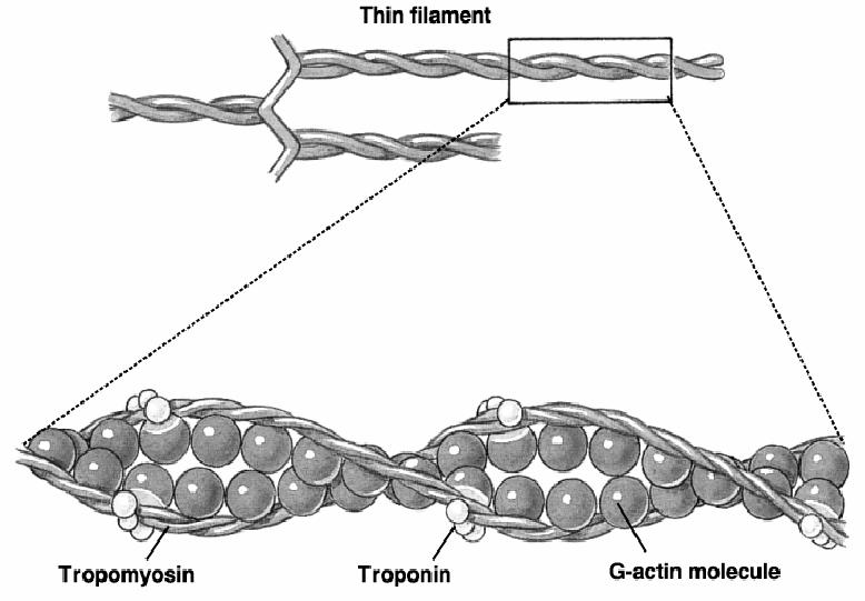 Actina G monomero di actina pm: 42.000 Tropomiosina: dimero a forma di bacchetta (pm = 70.000). Le due subunità sono avvolte l una intorno all altra a formare un elica.