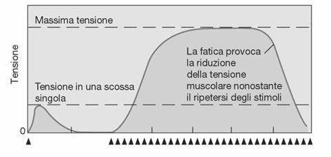 Se il muscolo raggiunge una tensione costante, è nella condizione di tetano completo.