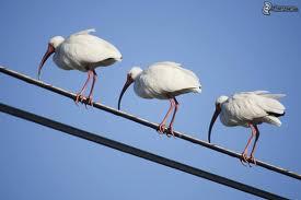Un esempio di sistema di vettori "peso" tutti paralleli è dato da un gruppo di uccelli che sosta sul filo della elettricità.