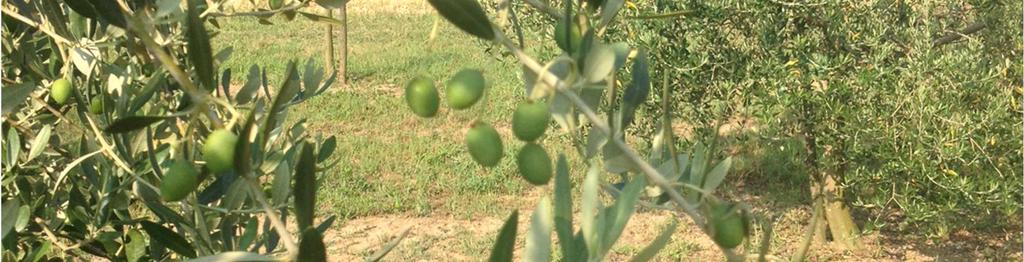 BOLLETTINO DI PRODUZIONE