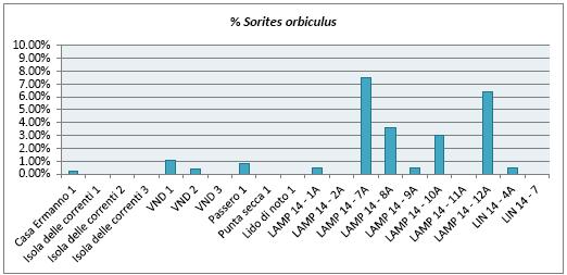 Fig.10: Grafico riassuntivo delle percentuali di abbondanza della specie S. orbiculus nei campioni analizzati.