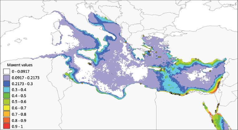 Fig.12: Modello di potenziale distribuzione del genere Amphistegina nel Mar Mediterraneo, con un range compreso tra 0 (probabilità molto bassa-nulla) e 1 (probabilità molto alta); i puntini gialli