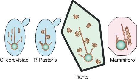 I dittiosomi sono peculiari dei vegetali ma la frammentazione del Golgi avviene anche durante la divisione cellulare animale o durante il