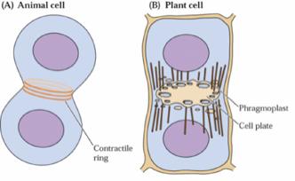 vegetale I primi passi nella formazione della parete corrispondono alla divisione cellulare.