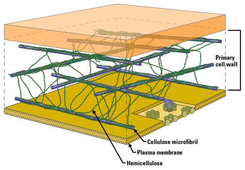 cellulosa e