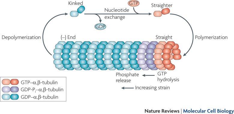 Instabilità dinamica, note (2) Un protofilamento isolato contenente GDP β tubulina è incurvato. Come mai non si rompe quando è inserito in un microtubulo e si distacca?