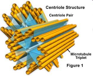 http://courses.washington.edu/conj/cell/cell.htm Centrioli http://micro.magnet.fsu.edu/cells/centrioles/centrioles.