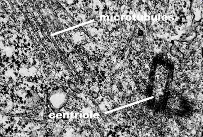 Due centrioli formano una zona centrale a forma di L che è composto di corti microtubuli e da diverse proteine accessorie.