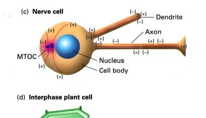 (b) Quando le cellule entrano in mitosi, la rete dei MTs si riarrangia, formando un fuso mito co.