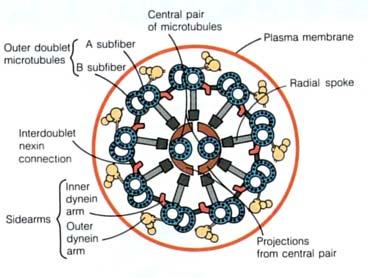 La struttura dell assonema è tenuta insieme da tre insiemi di proteine che stabiliscono legami incrociati.