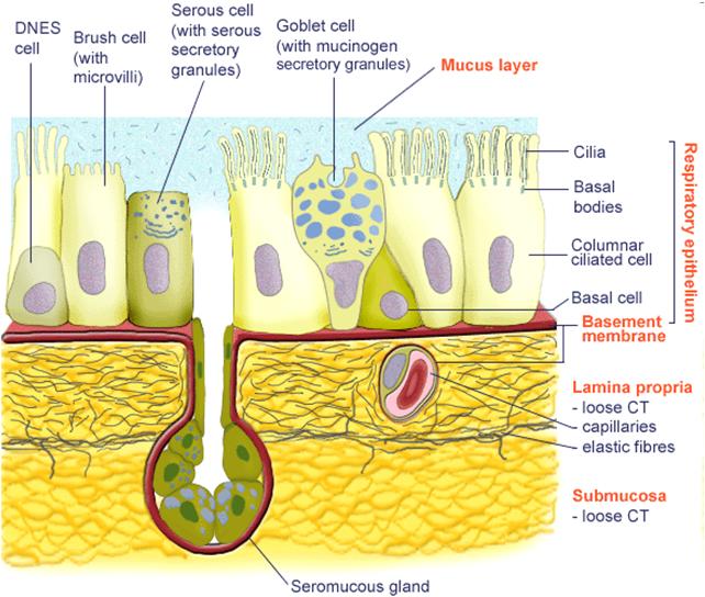 htm Schema dell epitelio respiratorio (cellule ciliate)