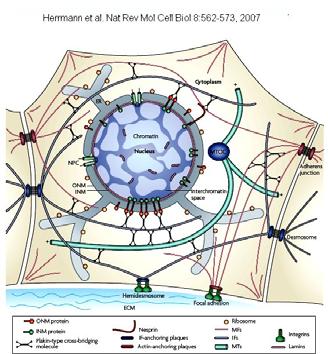 Cultured human epithelial cells