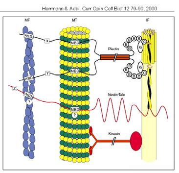 red: basal body).