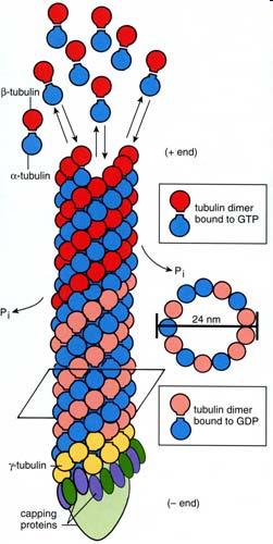 Microtubuli Polimerizzazione Polimerizzazione dei microtubuli (1) La tubulina consiste di due subunità ad elevata omologia chiamate α e β.