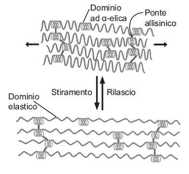 Rete di fibre di elastina L elastina presenta - regioni idrofobiche e flessibili ricche di Gly, Val e Pro che si alternano a - corti segmenti idrofilici ad -elica, ricchi di