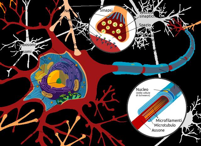 1.1 Neuroni 3 Figura 1.1: Diagramma completo di una cellula neuronale.