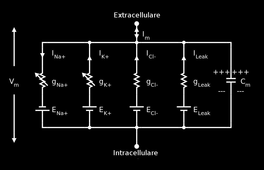 20 Capitolo 2. I modelli deterministici Figura 2.3: Il circuito elettrico equivalente al modello neuronale di Hodgkin e Huxley per il potenziale di azione.