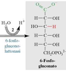 6-fosfo-gluconolattonasi idrolisi del