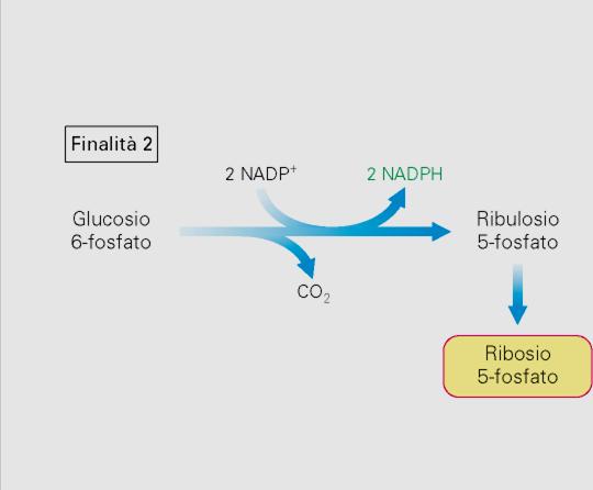 glucosio 6-P 2NADP + REAZIONI DELLA FASE OSSIDATIVA 2NADPH Ribulosio 5-P Fabbisogno equivalente di Ribosio 5-P e di NADPH: - il glucosio 6-P è preferibilmente usato nella via dei pentoso fosfati