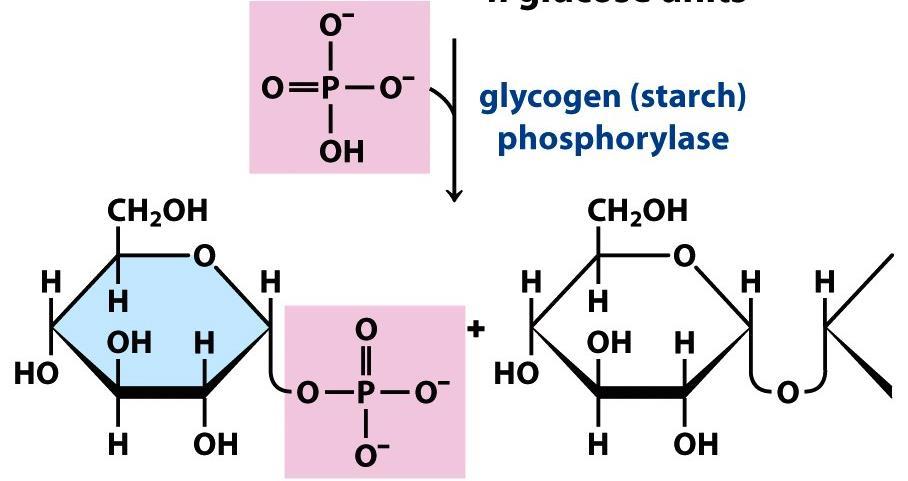 DEGRADAZIONE DEL GLICOGENO Glicogeno fosforilasi Scinde i legami glicosidici α(1 4)