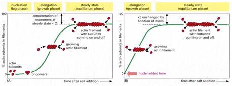 ) e a barbigli/sfrangiate (+) Mathews et al: Biochemistry, 3rd Ed., Addison Wesley Publishing Co Un filamento di actina decorato con teste di miosina.