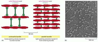 filamenti sono separati da circa 40 nm.