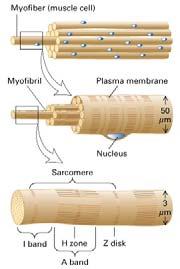Ogni cellula muscolare ha un citoplasma infarcito di fasci di filamenti di actina e di miosina organizzate in miofibrille che si estendono per tutta