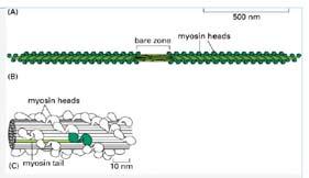 Ogni filamento spesso contiene centinaia di molecole di miosina Le singole molecole di miosina sono raggruppate mediante