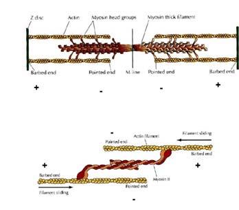 Finalmente, all interno della zona H vi è una sottile linea M (dal Tedesco "Mittelscheibe", il disco mezzo al sarcomero)