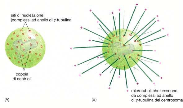 * Il centro di organizzazione dei microtubuli I microtubuli si organizzano