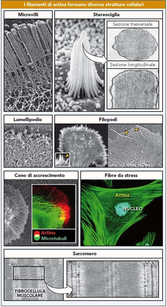 I filamenti di actina formano diverse strutture cellulari I filamenti di actina formano i microvilli dell orletto a spazzola delle cellule intestinali, le stereociglia dell orecchio interno, i