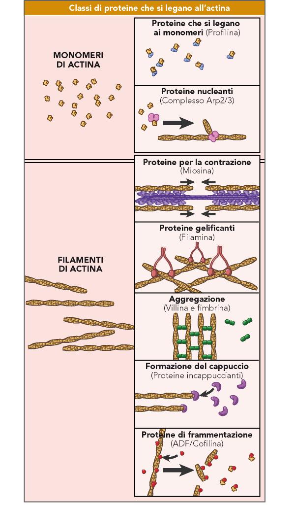 A differenza di quanto avviene per i microtubuli dove i protofilamenti si associano in senso trasversale direttamente fra loro, i filamenti di actina non si associano