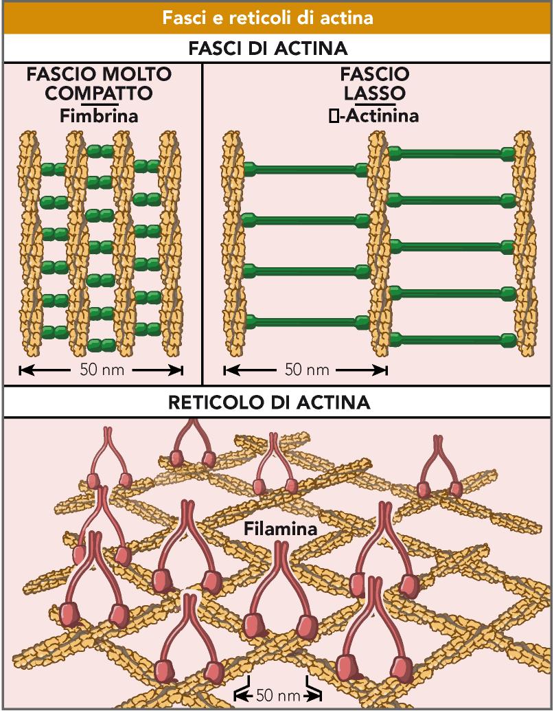 Le proteine che formano legami crociati interagiscono con i